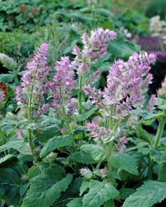 مریم گلی کبیر